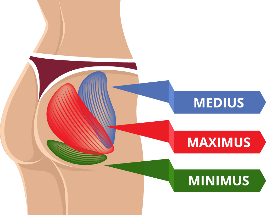 Image result for gluteus muscles